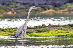 Great Blue Heron [Ardea herodias cognata]