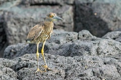 Yellow-crowned Night Heron [Nyctanassa violacea pauper] 
