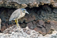 Yellow-crowned Night Heron [Nyctanassa violacea pauper] 