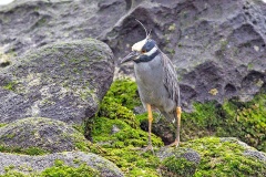 Yellow-crowned Night Heron [Nyctanassa violacea pauper] 