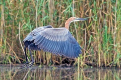 Goliath Heron [Ardea goliath] 