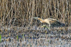 Eurasian Bittern [Botaurus stellaris stellaris] 