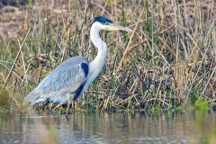 Cocoi Heron [Ardea cocoi] 