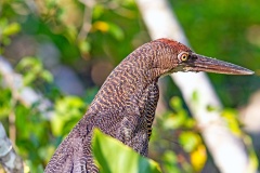 Rufescent Tiger Heron [Tigrisoma lineatum lineatum] 