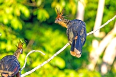 Hoatzin [Opisthocomus hoazin] 