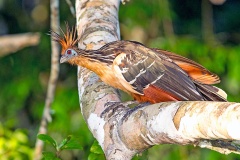 Hoatzin [Opisthocomus hoazin] 