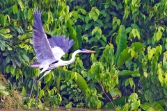 Cocoi Heron [Ardea cocoi] 