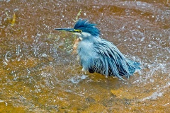 Striated Heron [Butorides striata] 