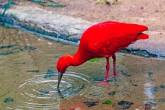 Scarlet Ibis [Eudocimus ruber] 