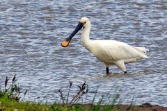 Eurasian Spoonbill [Platalea leucorodia leucorodia] 