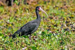 Bare-faced Ibis [Phimosus infuscatus infuscatus] 