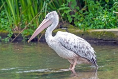 Pink-backed Pelican [Pelecanus rufescens] 