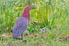 Rufescent Tiger Heron [Tigrisoma lineatum marmoratum] 