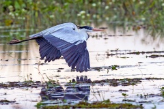 Cocoi Heron [Ardea cocoi] 