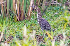 Rufescent Tiger Heron [Tigrisoma lineatum marmoratum] 