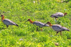 Andean Ibis [Theristicus branickii] 