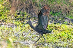 White-faced Ibis [Plegadis chihi] 