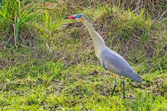 Whistling Heron [Syrigma sibilatrix sibilatrix] 