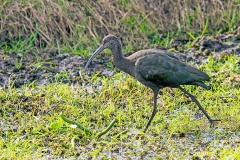 White-faced Ibis [Plegadis chihi] 