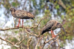 Plumbeous Ibis [Theristicus caerulescens] 