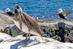 Peruvian Pelican [Pelecanus thagus] 