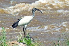 African Sacred Ibis [Threskiornis aethiopicus] 