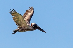 Brown Pelican [Pelecanus occidentalis urinator] 