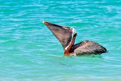 Brown Pelican [Pelecanus occidentalis urinator] 