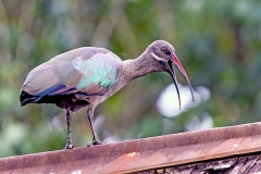 Hadada Ibis [Bostrychia hagedash brevirostris] 