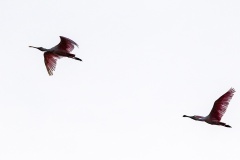 Roseate Spoonbill [Platalea ajaja] 
