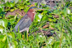 Green Heron [Butorides virescens virescens] 