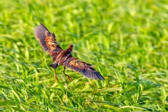 Least Bittern [Botaurus exilis exilis] 