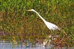 Great Egret [Ardea alba egretta]