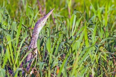 Pinnated Bittern [Botaurus pinnatus pinnatus] 