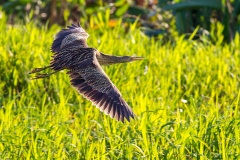 Pinnated Bittern [Botaurus pinnatus pinnatus] 