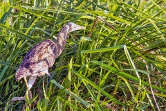 Pinnated Bittern [Botaurus pinnatus pinnatus] 