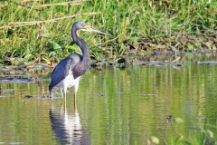 Tricolored Heron [Egretta tricolor ruficollis] 