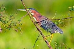 Green Heron [Butorides virescens virescens] 