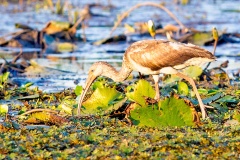 American White Ibis [Eudocimus albus ramobustorum] 