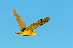 Black-crowned Night Heron [Nycticorax nycticorax hoactli] 