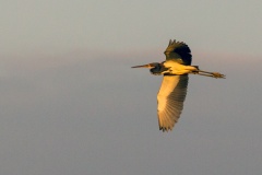 Tricolored Heron [Egretta tricolor ruficollis] 