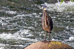 Fasciated Tiger Heron [Tigrisoma fasciatum salmoni] 