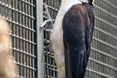 PICIFORMES
