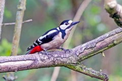 Great Spotted Woodpecker [Dendrocopos major anglicus]