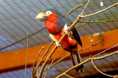 Bearded Barbet [Pogonornis dubius]