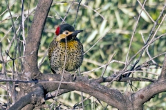 Green-barred Woodpecker [Colaptes melanochloros leucofrenatus]