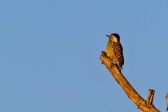Cardinal Woodpecker [Dendropicos fuscescens intermedius]