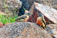 Ground Woodpecker [Geocolaptes olivaceus]