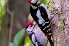 Great Spotted Woodpecker [Dendrocopos major anglicus]