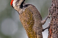 Bearded Woodpecker [Chloropicus namaquus coalescens]